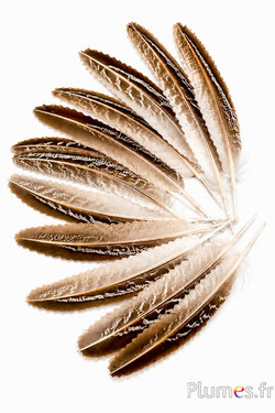 Feldfasan - 14-18 cm - natur